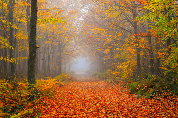 istock Image of trees in autumn season. 1335374857