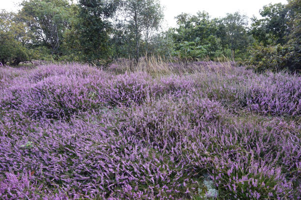 istock Heather in woodland Solleveld 1335374914