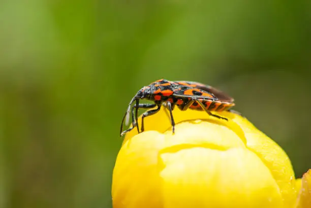 Close-up cinnamon bug or black and red squash bug on yellow globeflower. It looks very unusual on yellow green background. It is scentless plant bug. It is easily recognizable due to striking red and black coloration. It may be confused with the similarly colored firebug