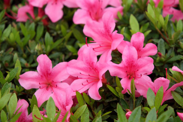 i fiori rosa profondi dell'azalea (satsuki) - azalea foto e immagini stock