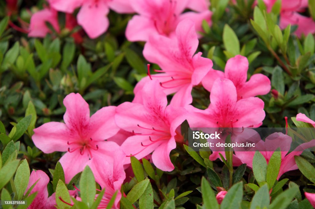 The deep pink flowers of the azalea (Satsuki) Azalea Stock Photo