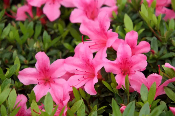 The deep pink flowers of the azalea (Satsuki)