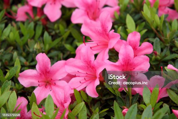 Foto de As Flores Rosas Profundas Da Azaleia e mais fotos de stock de  Azaléia - Azaléia, Flor, Rosa - Cor - iStock