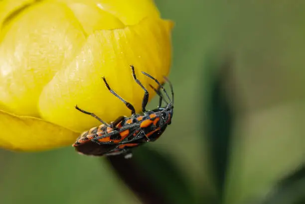 Close-up cinnamon bug or black and red squash bug on yellow globeflower. It looks very unusual on yellow green background. It is scentless plant bug. It is easily recognizable due to striking red and black coloration. It may be confused with the similarly colored firebug