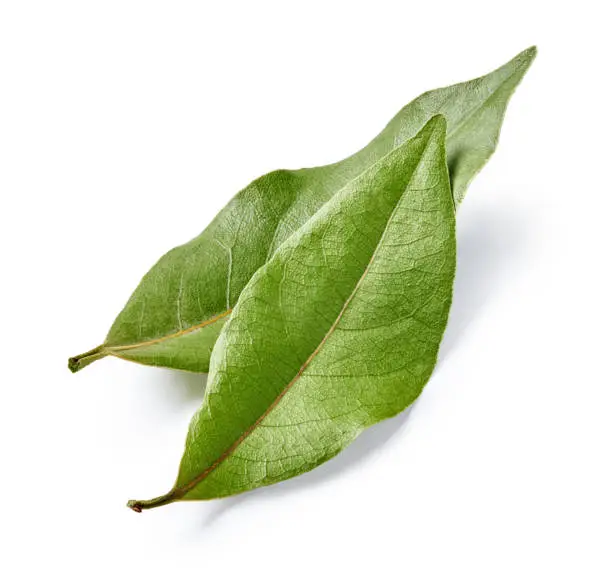 Two bay leaves isolated on white background. Macro.