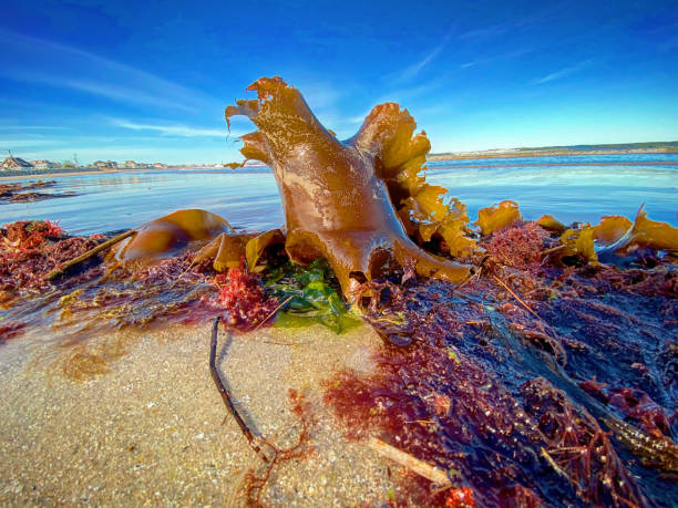 istock Fortune’s Rock Beach, Biddeford Maine 1335376930
