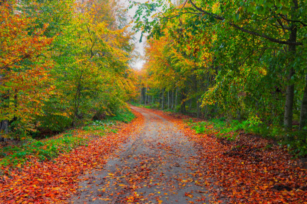 istock Image of trees in autumn season. 1335376955