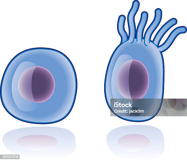 Komórki - Stockowe grafiki wektorowe i więcej obrazów Jądro komórkowe - Jądro komórkowe, Ludzka komórka, Bakteria