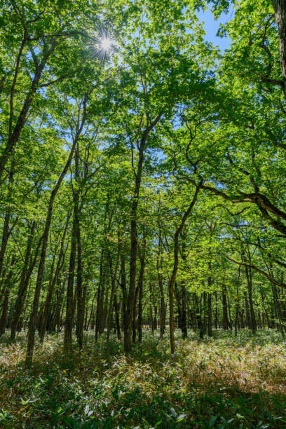 istock The forest in Nikko National Park 1335378313
