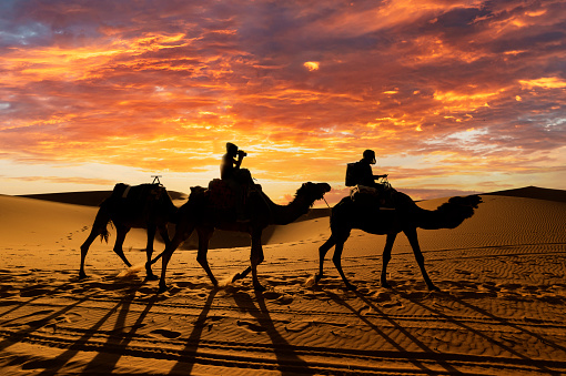 06.11.23 Sahara, Tunisia: Group of tourist ride on camels at sunset in Sahara Desert Tunisia.