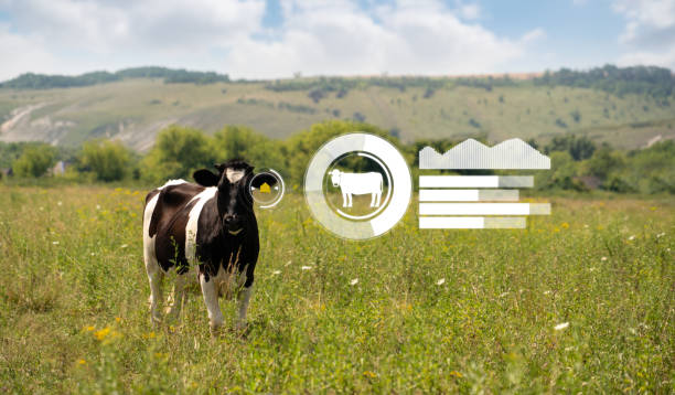istock Cow with RFID chip and infographics. 1335382388