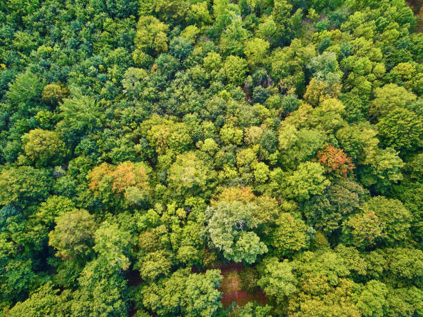 Malerische Luftaufnahme des Herbstwaldes in Nordfrankreich, Frankreich – Foto