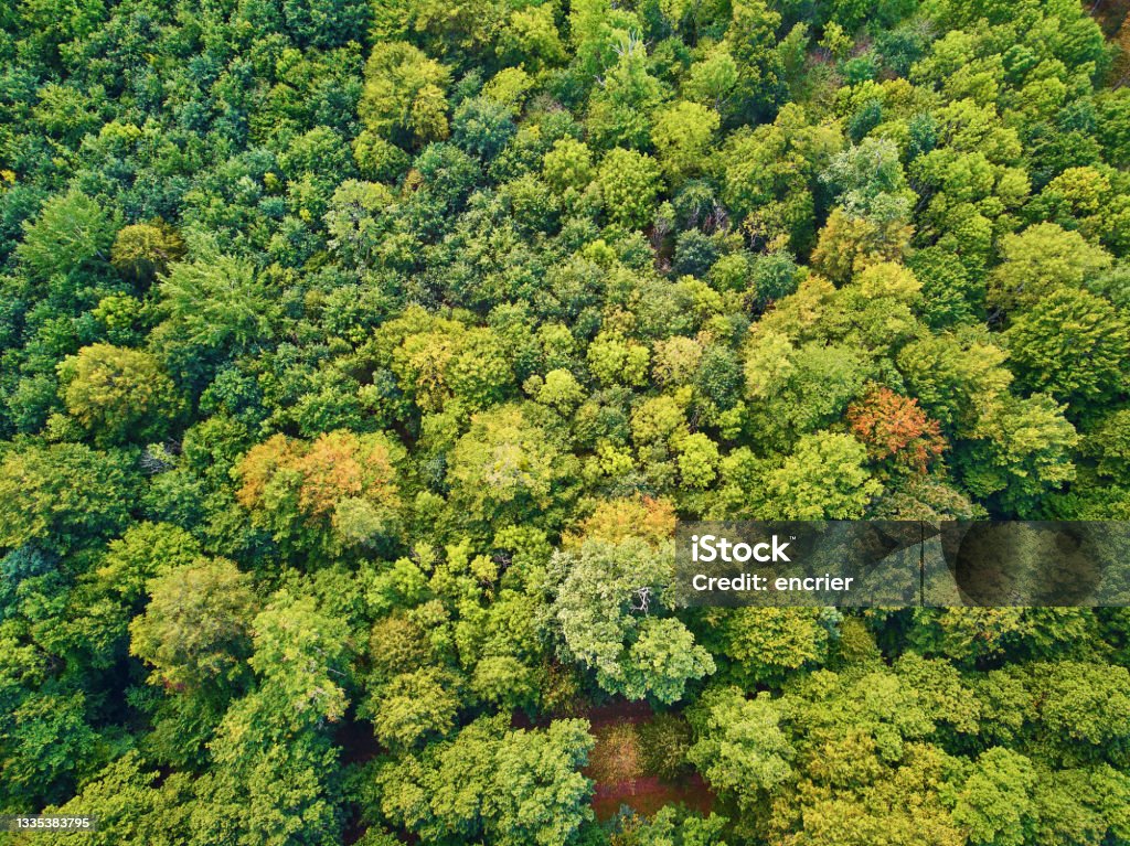 Scenic aerial view of autumn forest in northern France, France Scenic aerial view of autumn forest in northern France, Yvelines, France Forest Stock Photo