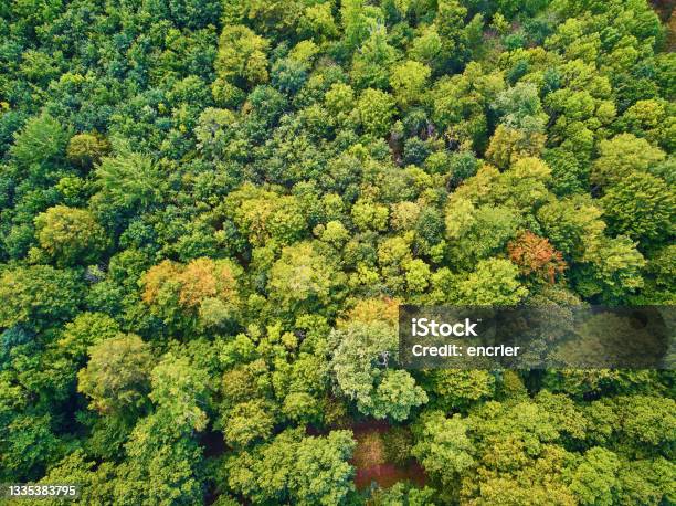 Scenic Aerial View Of Autumn Forest In Northern France France Stock Photo - Download Image Now