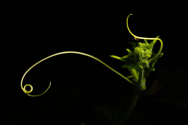 A floral bud of a newly grown monsoon creeper against the black.