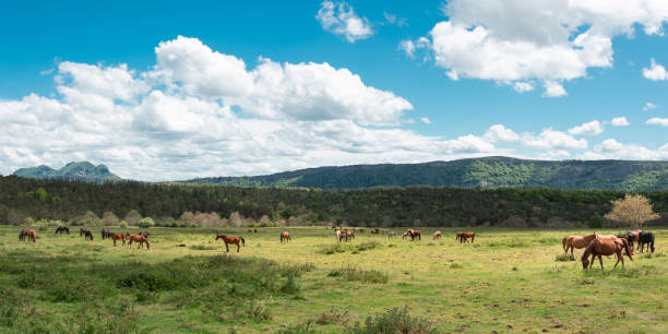 large group of horses, mares and foals grazing in a green valley