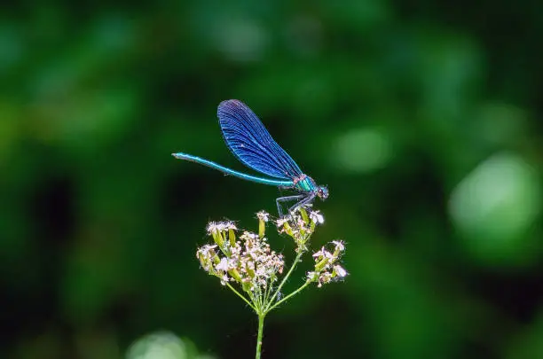 Photo of Broad winged Damselfly resting on a wild flower with copy space.