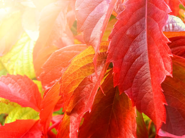 istock Autumn foliage red leaf of wild grapes 1335388014