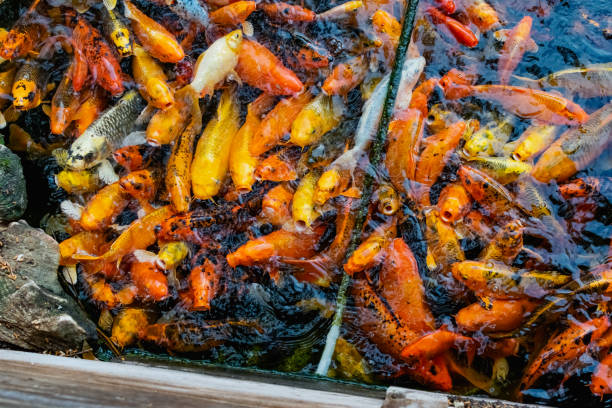 istock Golden koi carps in an artificial pond, live in large flocks, brightly colored fish 1335389579