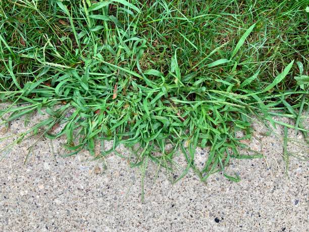 Crabgrass Weeds creeping on Sidewalk stock photo
