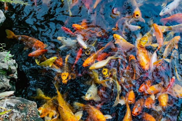 istock Golden koi carps in an artificial pond, live in large flocks, brightly colored fish 1335390396