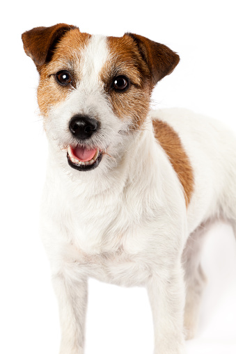 Close-up of playful standing Jack Russel terrier isolated on white background