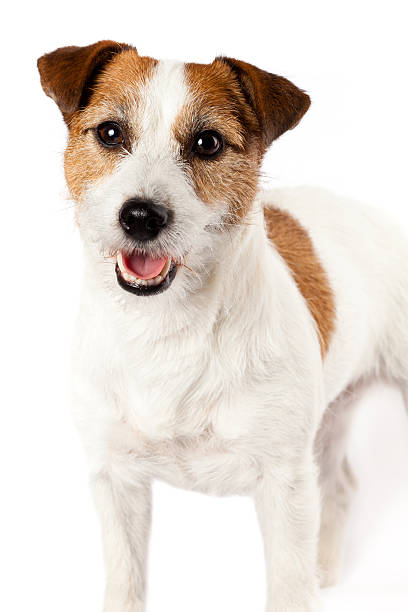 Close-up of playful Jack Russel terrier on white background stock photo