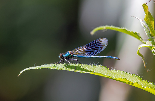 A broad winged Banded Demoiselle \n at rest on a plant leaf. The latin name for Damselflies is Zygoptera. \n Lots of copy space. Taken in Northampton UK.