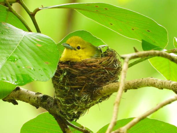 istock Home sweet home....common iora in nest 1335391511