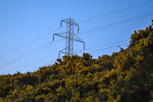 Beautiful early morning view of power lines with electricity transmission pylon and flowering yellow gorse captured before sunrise in Ticknock Forest National Park, County Dublin, Ireland