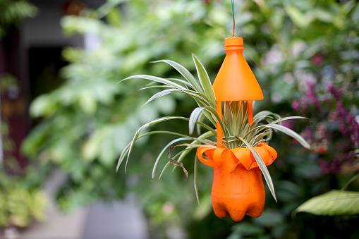 Plastic bottle reused as hanging flower pot in garden.