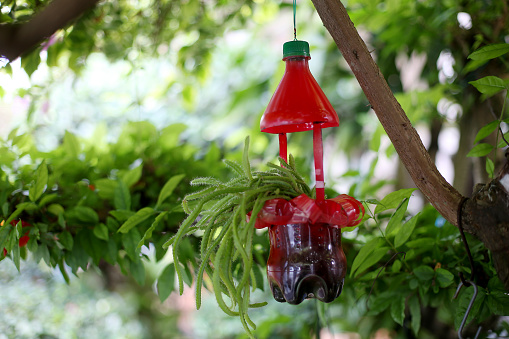 Plastic bottle reused as hanging flower pot in garden.