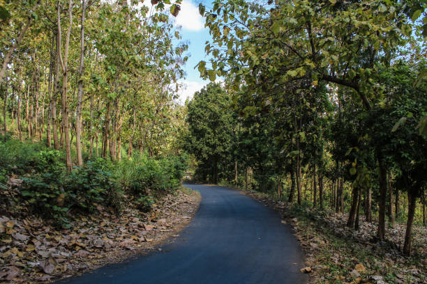istock All around the road is overgrown by teak trees 1335392800