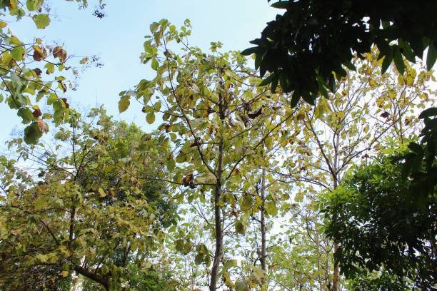 istock a very striking vegetation variant is the teak tree 1335392822