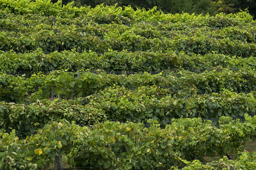 Neat, evenly spaced rows of grape vines on hillside in the Blue Ridge Mountains of Northwest Georgia. Photo taken with Nikon D750 and Nikon 200mm macro lens lens