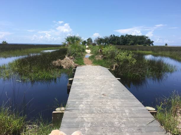 istock Composite decking used on tread surface of boardwalk along trail in marine environment 1335395098