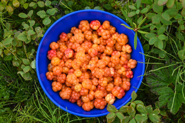 istock Ripe cloudberries in a bowl. 1335395701