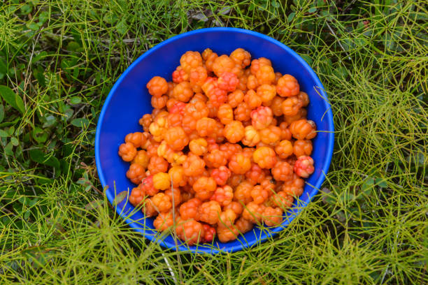 istock Ripe cloudberries in a bowl. 1335396137