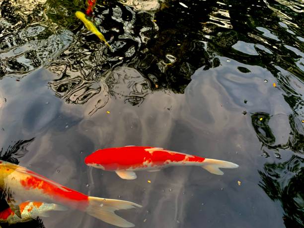 Colorfull koi fish in the pond