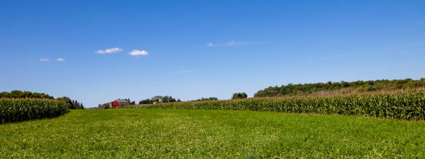 wausau, fattoria wisconsin con colture in agosto - clover field blue crop foto e immagini stock