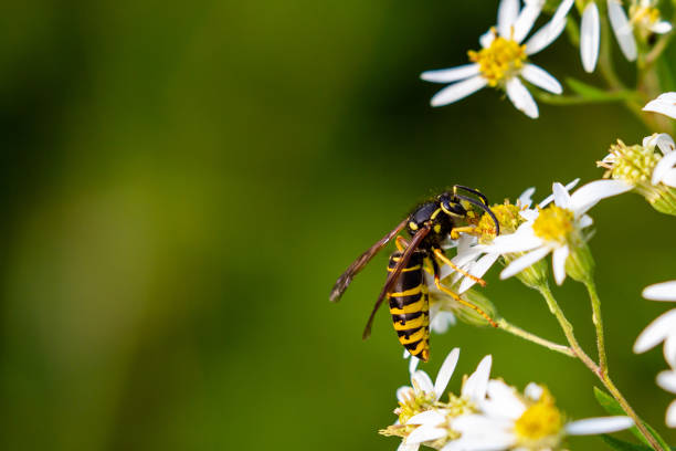 istock Yellowjacket pollinating flower in August 1335399846