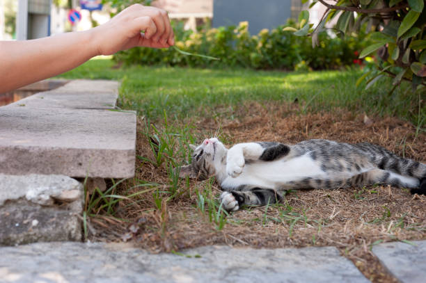 istock Little cat playing , playful cat, cat playing with human, playful. 1335400734