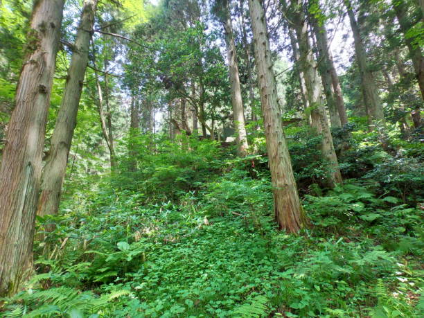 istock The forest in Kameda town 1335401045