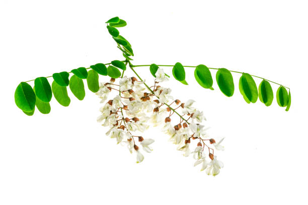 istock white acacia flowers on white isolated background 1335401234