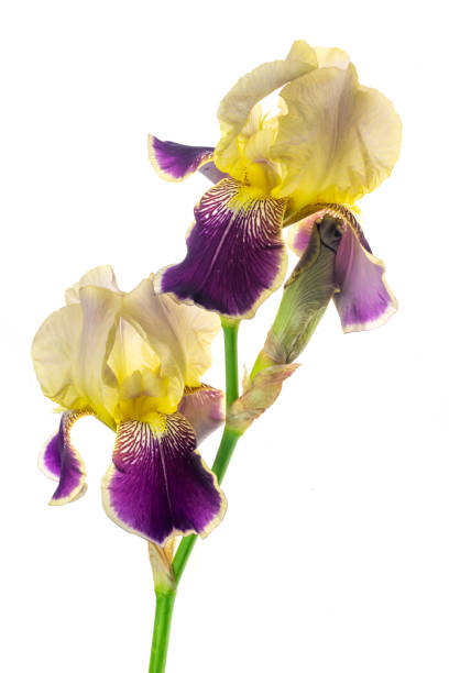 A close-up and detail of the head of a yellow and orange Iris flower on a white background from a residential garden in Quebec, Canada, taken on a sunny day.  Saturated images show shadows and great details and petals.