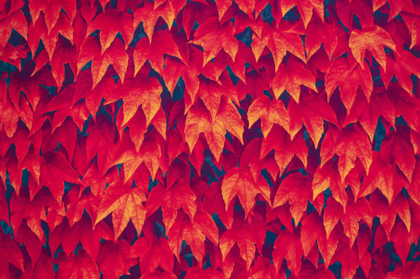 istock Ornamental vine leaves covering a wall. 1335408599