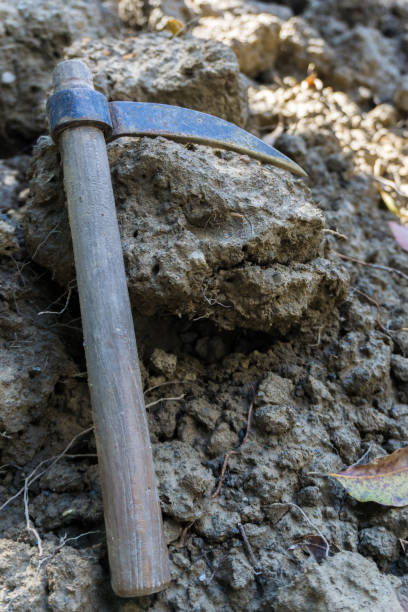 istock A close-up shot of a small single side pickaxe is used for digging small soft surfaces, especially in gardens. 1335408944