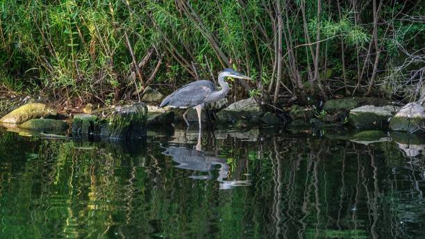 istock A blue heron wades in the pond ready to catch fish 1335408948