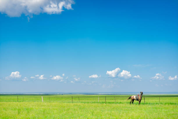 istock Hulun Buir grassland 1335408981