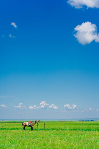 istock Hulun Buir grassland 1335408990